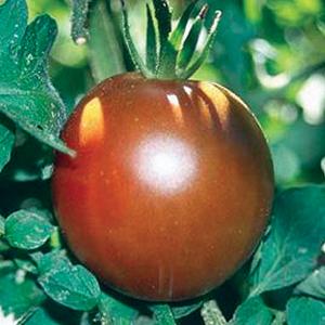 Black Prince Tomato