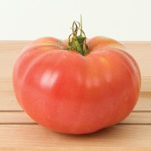 Gregoris Altai Tomato