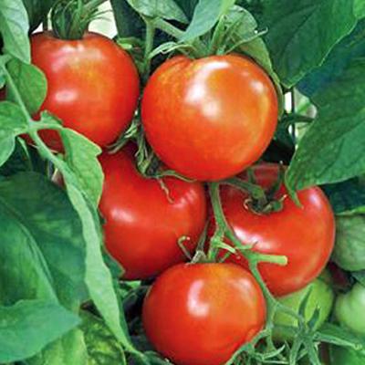 New Yorker Tomato