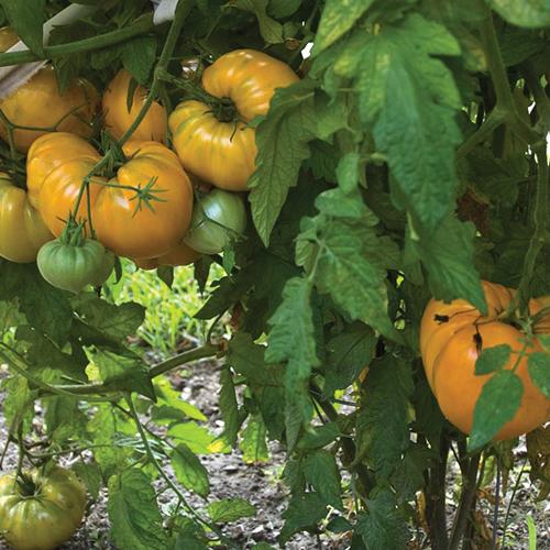 Orange Strawberry Oxheart Tomato