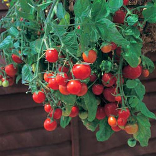 Tumbling Tom Red Cherry Tomato