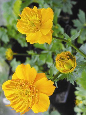 Golden Queen Globeflower