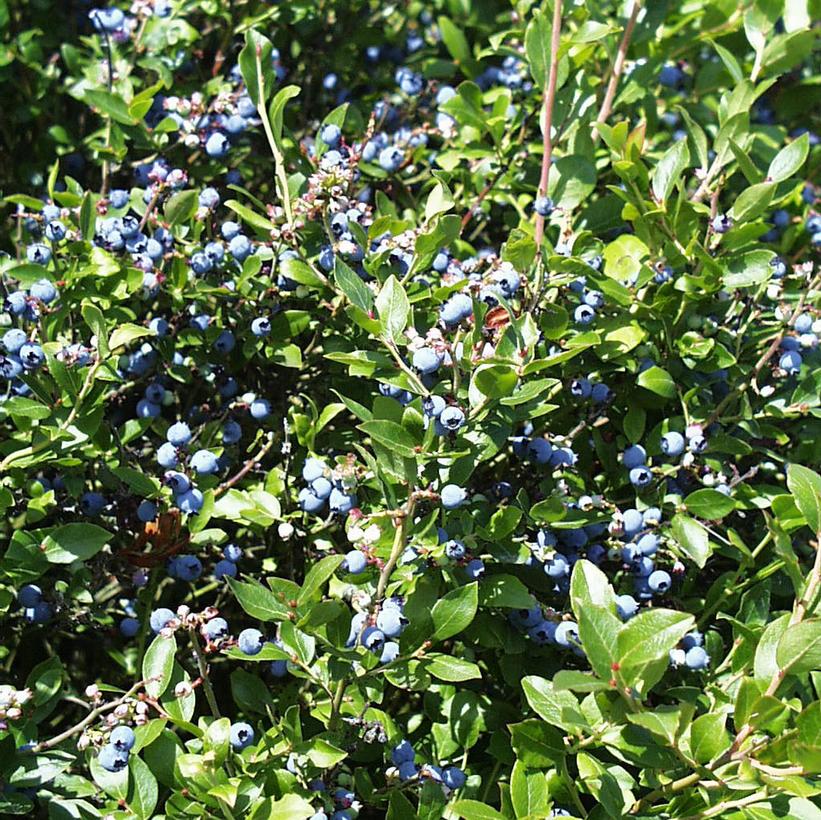 Brunswick Lowbush Blueberry