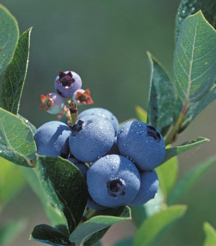 Polaris Blueberry
