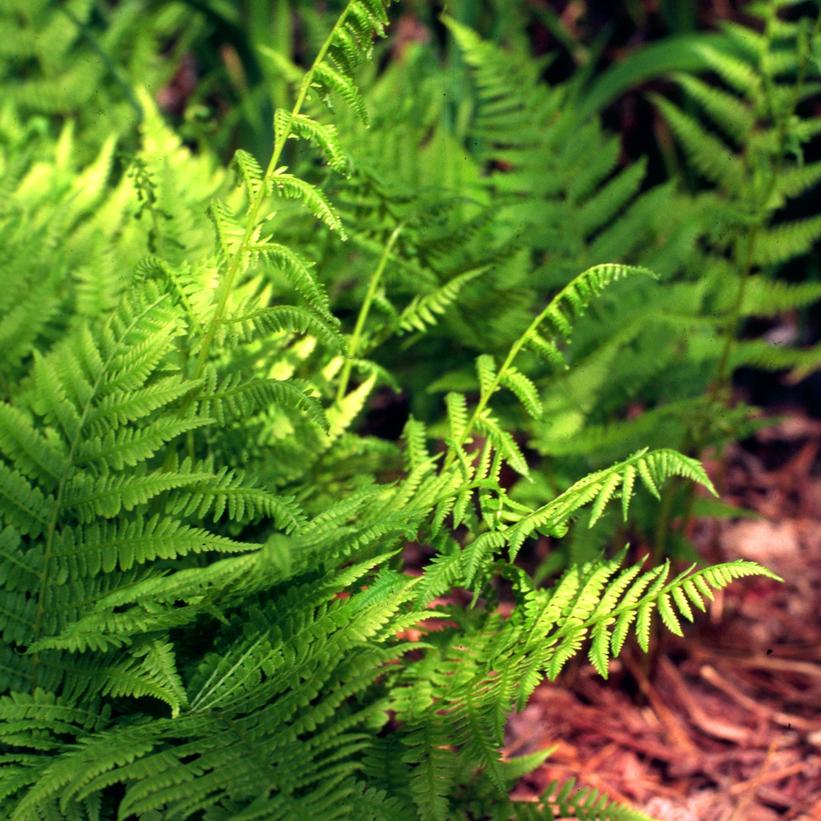 Common Ladyfern