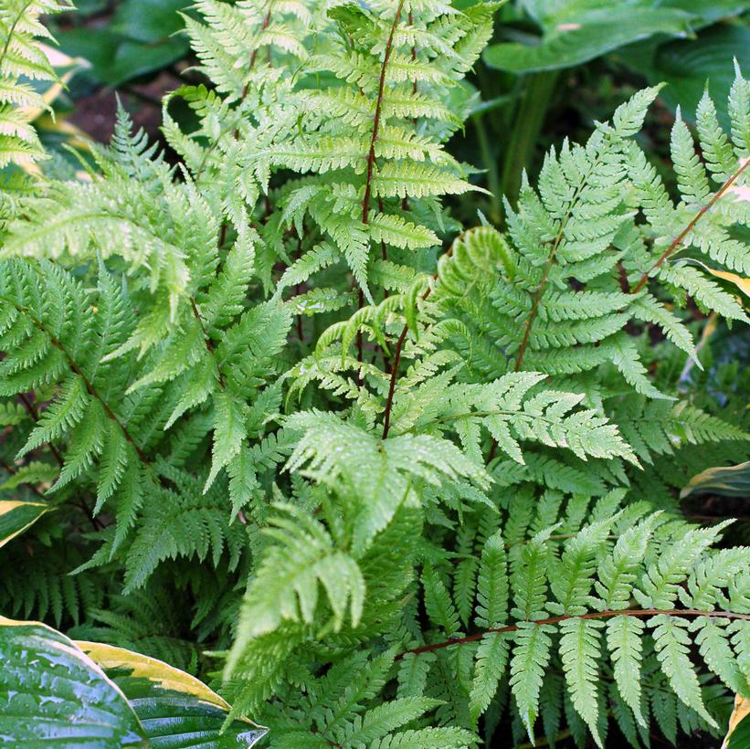 Lady in Red Lady Fern