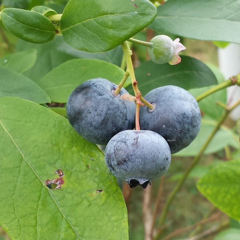 Berkley Blueberry