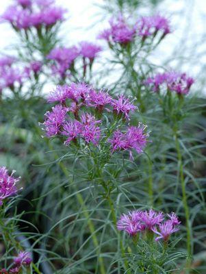 Iron Butterfly Narrow-leaf Ironweed