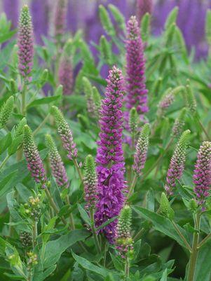 Purpleicious Speedwell