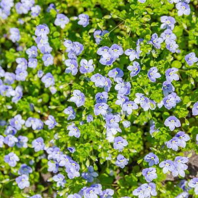 Creeping Speedwell