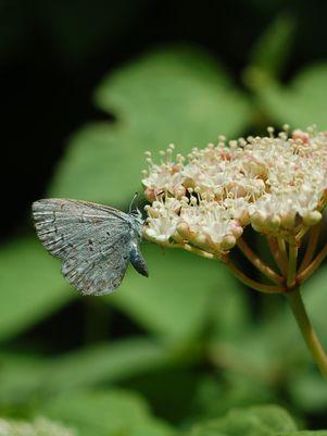 Mapleleaf Viburnum