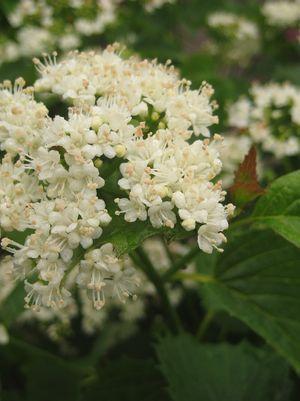 Blue Muffin® Arrowwood Viburnum