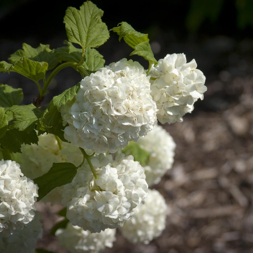 European Snowball Viburnum