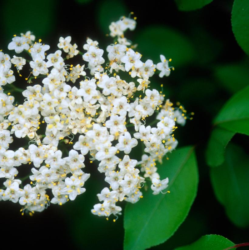 Blackhaw