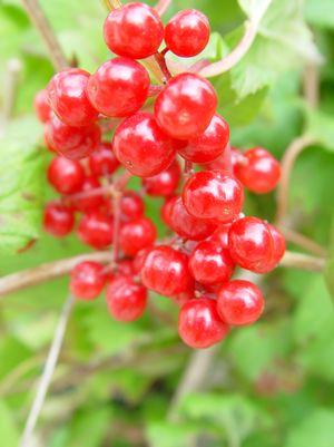 Wentworth Viburnum