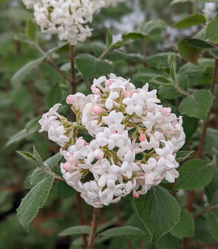 Korean Spice Viburnum