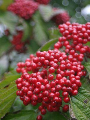 Cardinal Candy® Viburnum