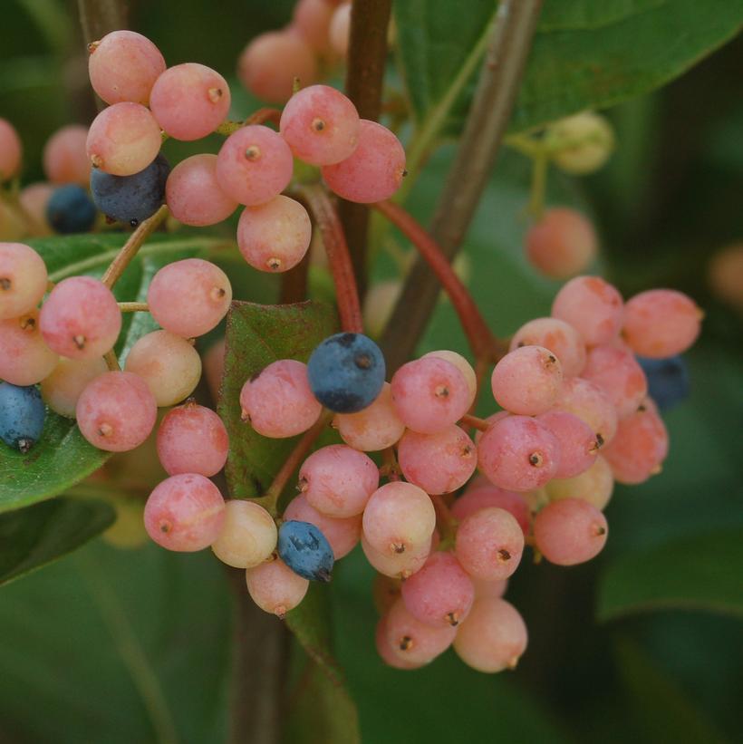 Winterthur Witherod Viburnum