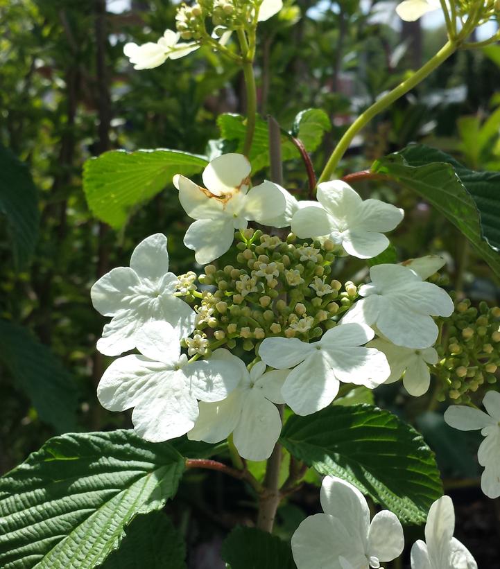 Mariesii Viburnum