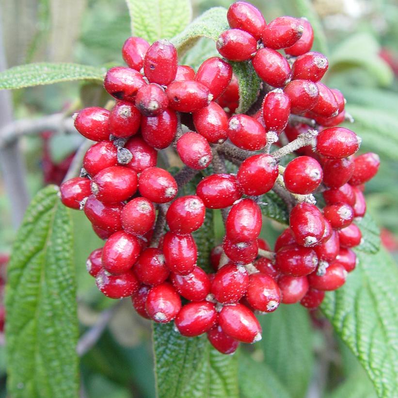 Leatherleaf Viburnum