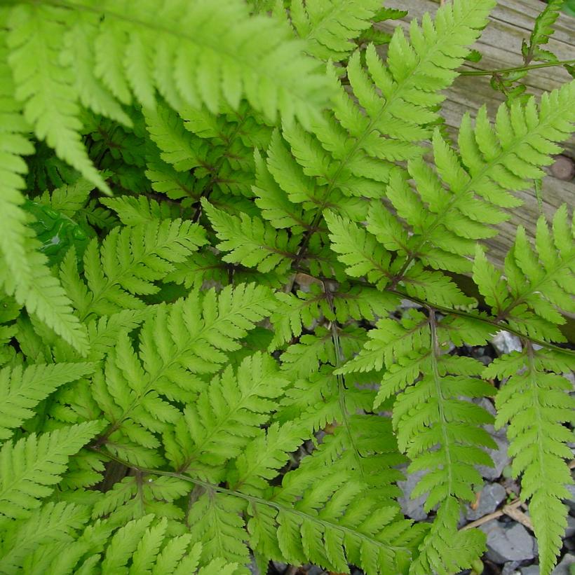 Branford Rambler Fern