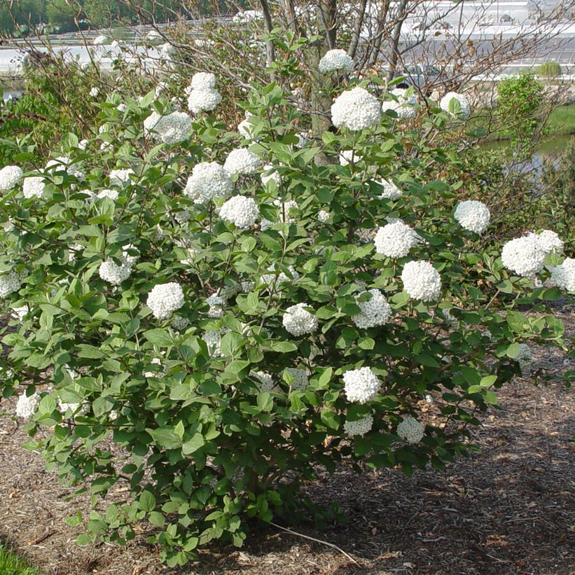 Carlcephalum Fragrant Viburnum