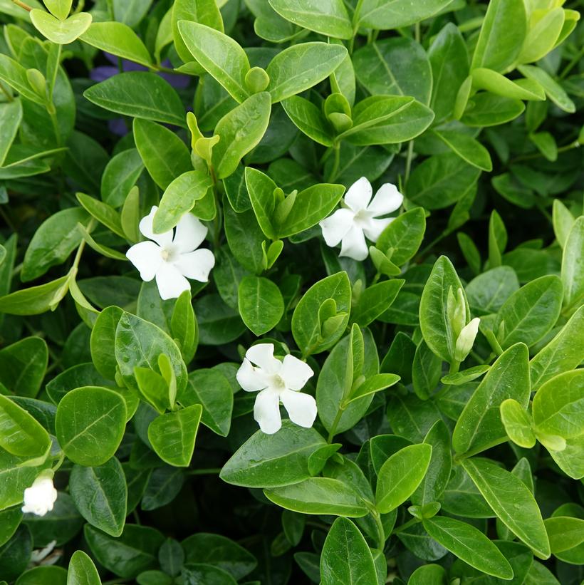 White Flowering Periwinkle
