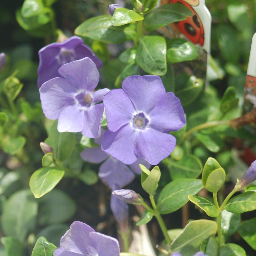 Dark Blue Flowering Periwinkle