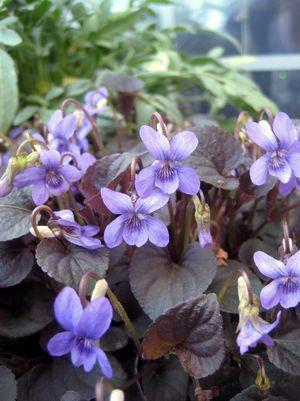 Labrador Viola