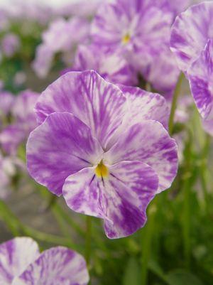 Columbine Pansy