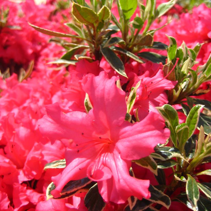 Arctic Rose Azalea