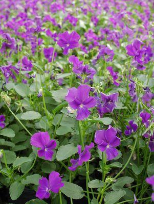 Purple Showers Viola