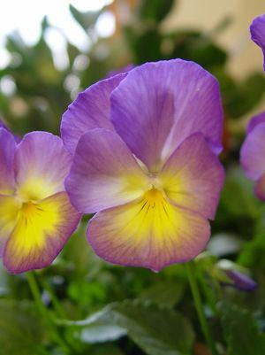 Starry Night Pansy