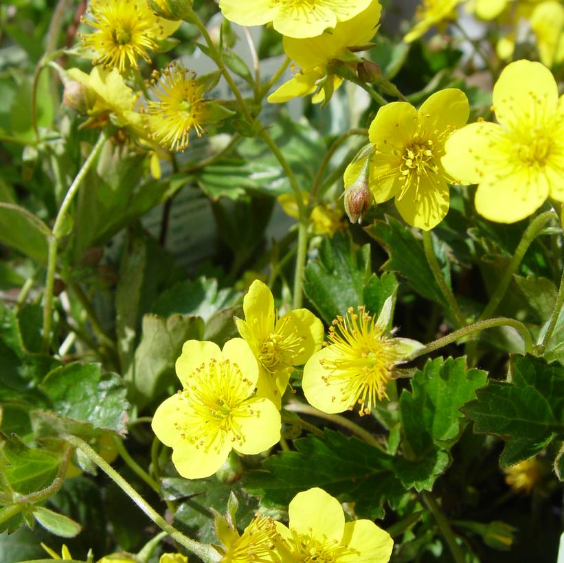 Barren Strawberry