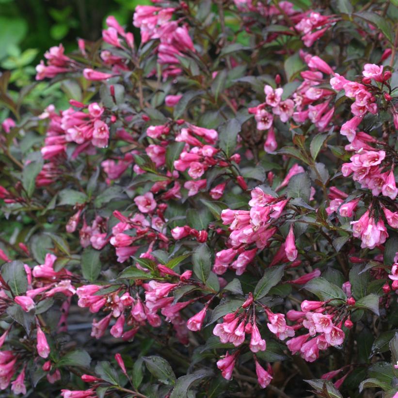 Fine Wine® Weigela