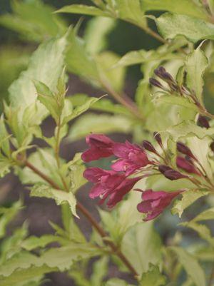 Ghost Weigela