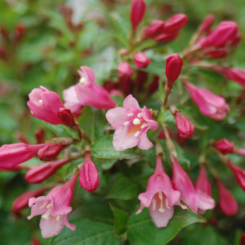 Minuet Weigela