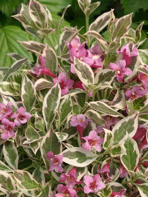 My Monet® Weigela