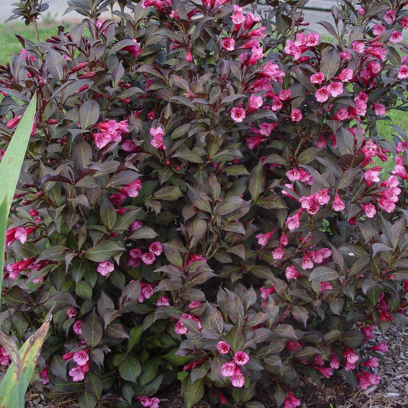 Wine & Roses® Weigela