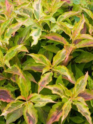 My Monet® Sunset Weigela