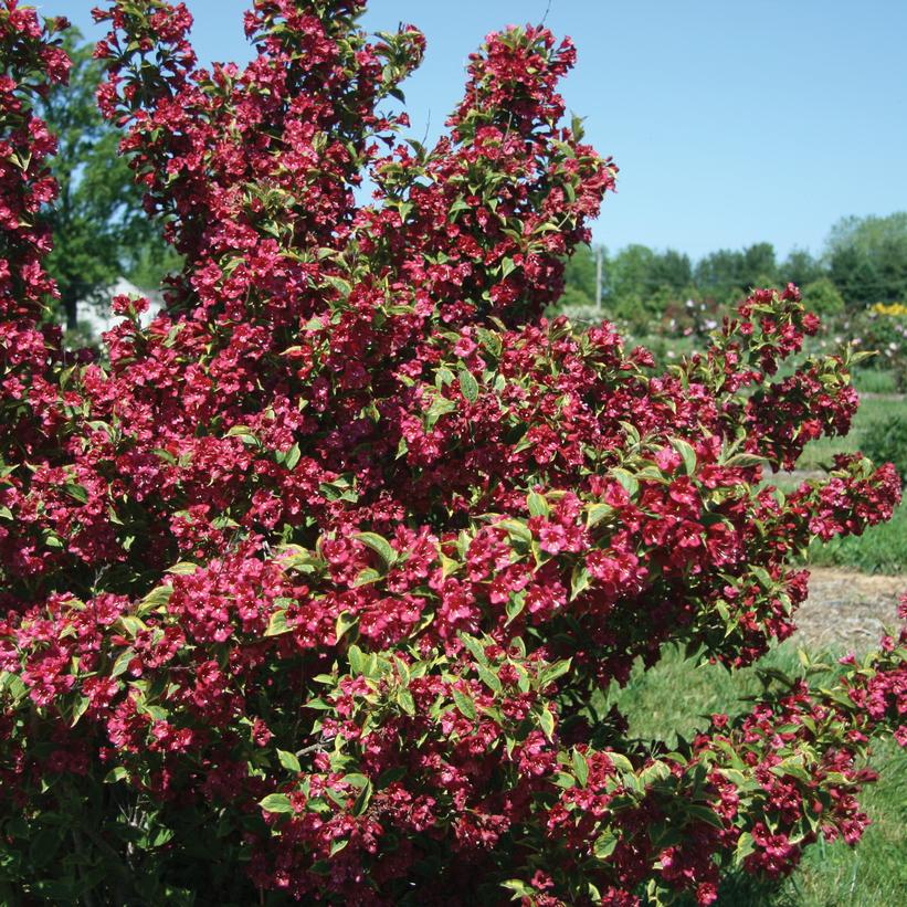 French Lace Weigela