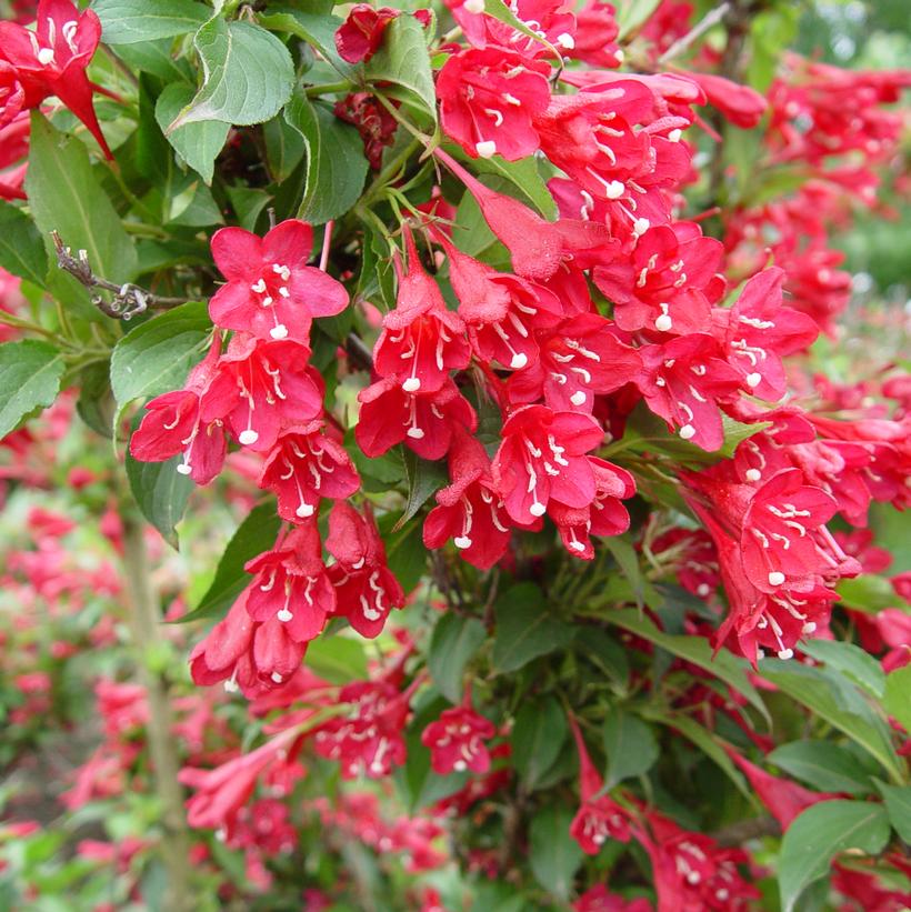 Red Prince Weigela