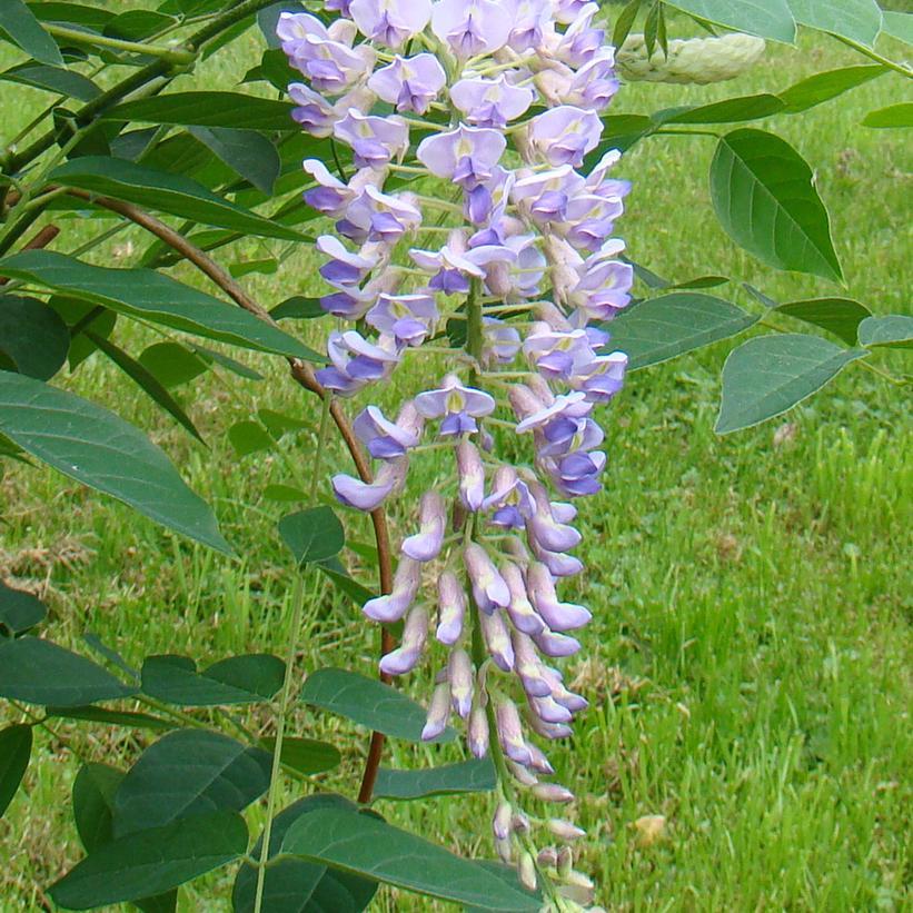 Blue Moon Wisteria