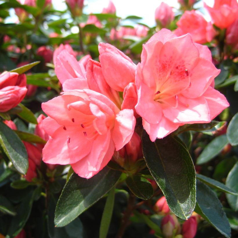 Blaauws Pink Azalea