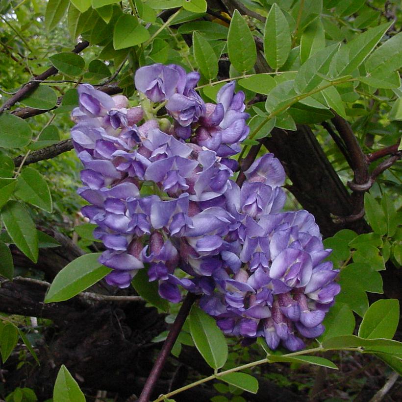 Amethyst Falls American Wisteria