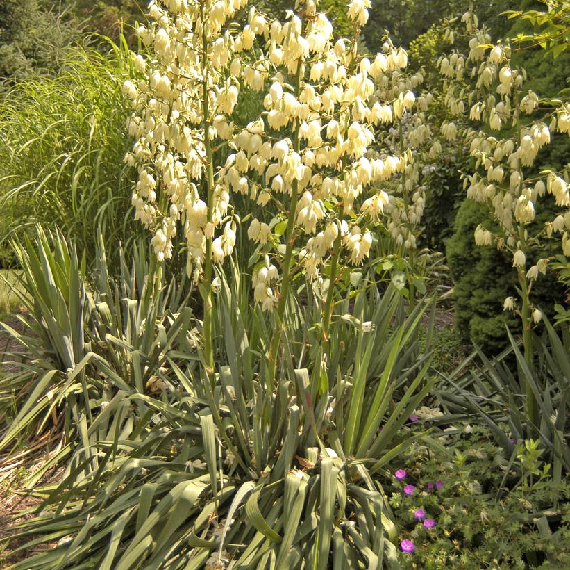 Adams Needle Yucca