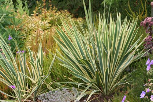 Bright Edge Yucca