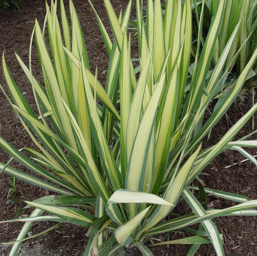 Golden Sword Yucca