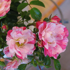 Flower Carpet Pink Splash Rose