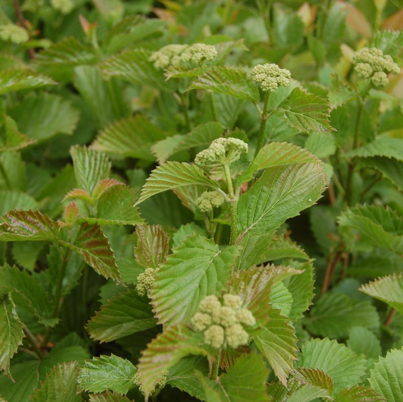 Blue Blaze™ Viburnum